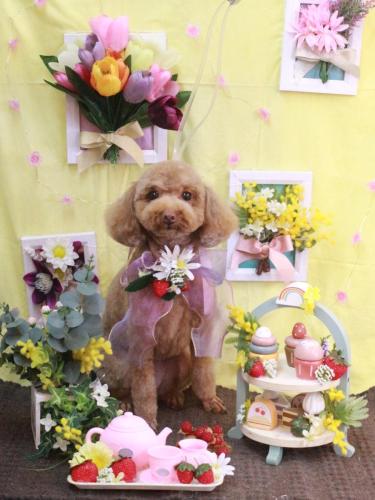 20230311モカちゃん